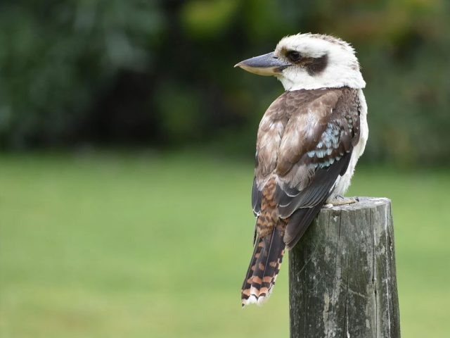 Eddie and the Rainbird